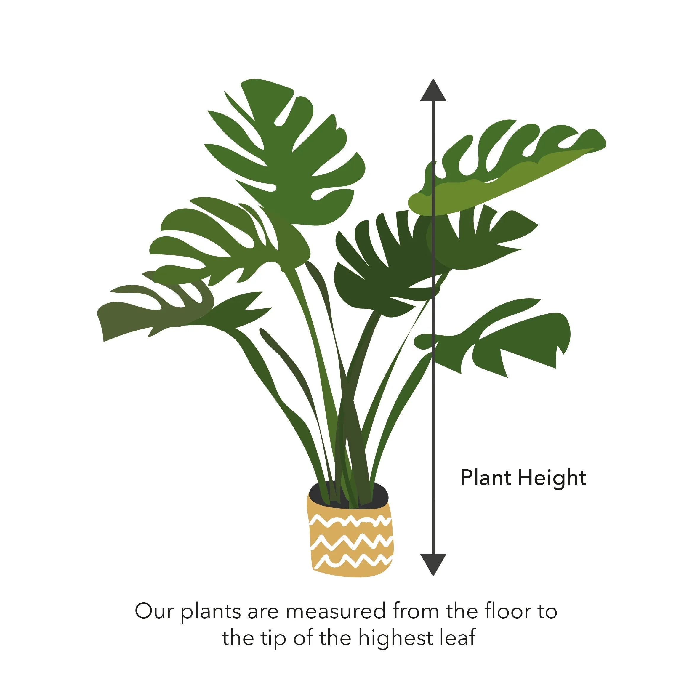 25 - 35cm Dieffenbachia Green Magic Dumb Cane 12cm Pot House Plant