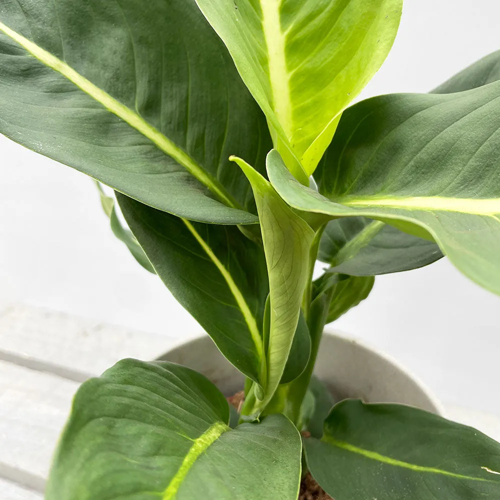 25 - 35cm Dieffenbachia Green Magic Dumb Cane 12cm Pot House Plant