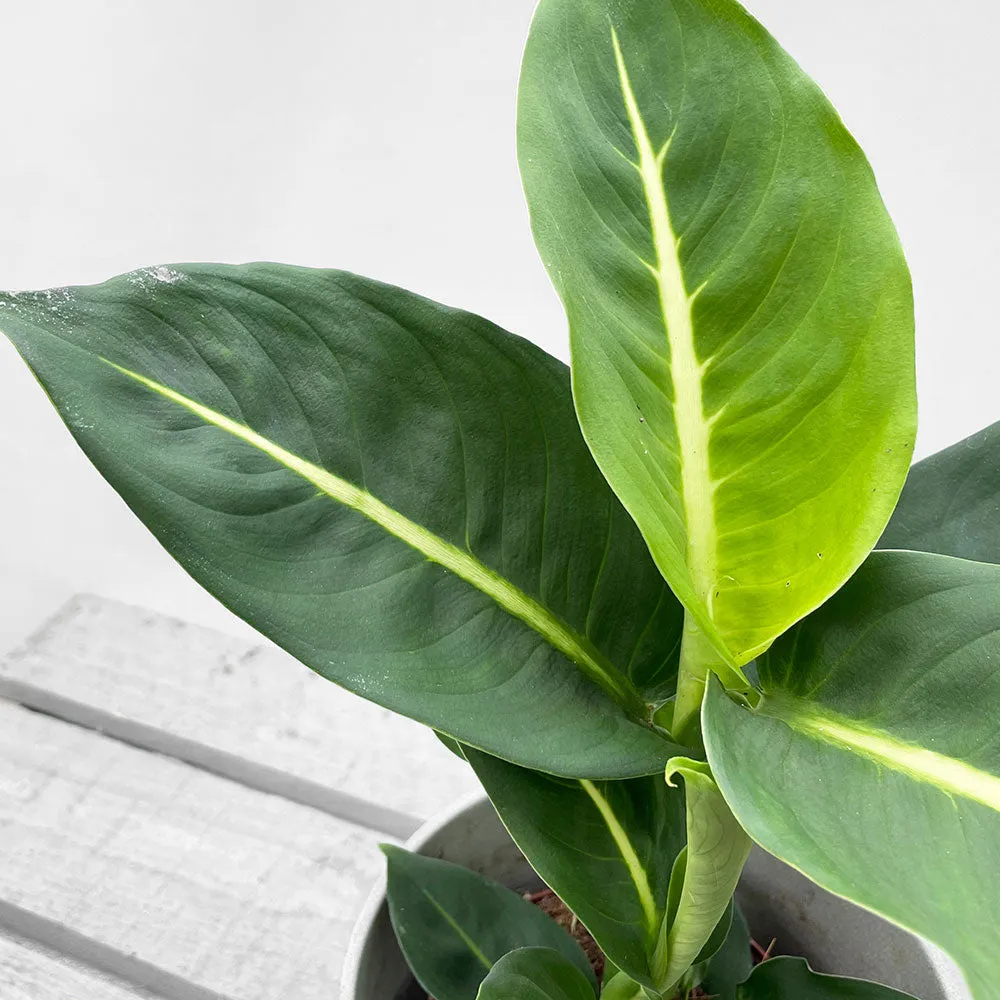 25 - 35cm Dieffenbachia Green Magic Dumb Cane 12cm Pot House Plant
