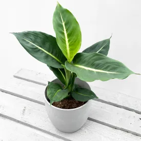 25 - 35cm Dieffenbachia Green Magic Dumb Cane 12cm Pot House Plant